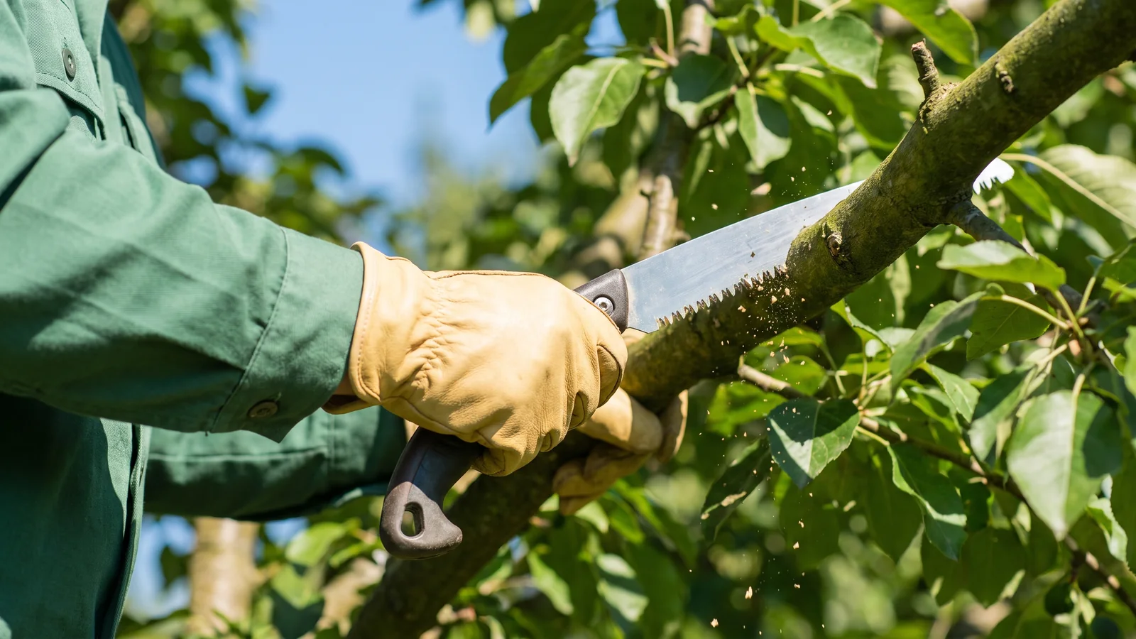 A tree service crew on the job in Riverside, CA